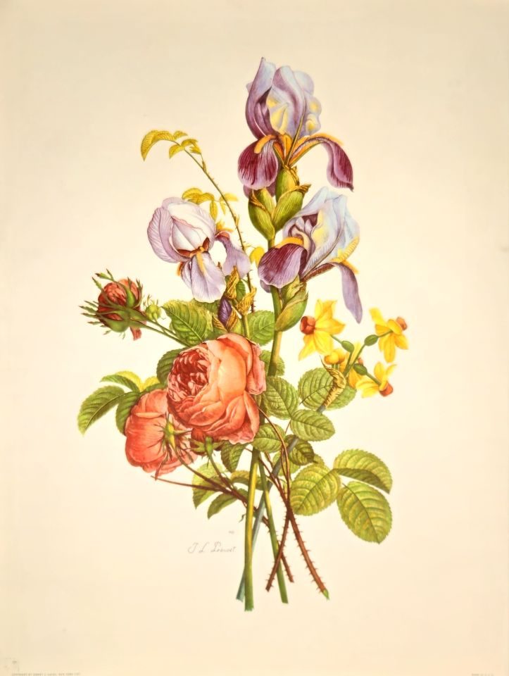 Bouquet of irises and roses — after J. L. Prévost, Sidney Z. Lucas, New York