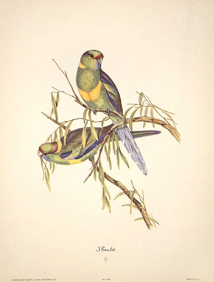 Green parrot perched on eucalyptus branch — after John Gould, Sidney Z. Lucas, New York