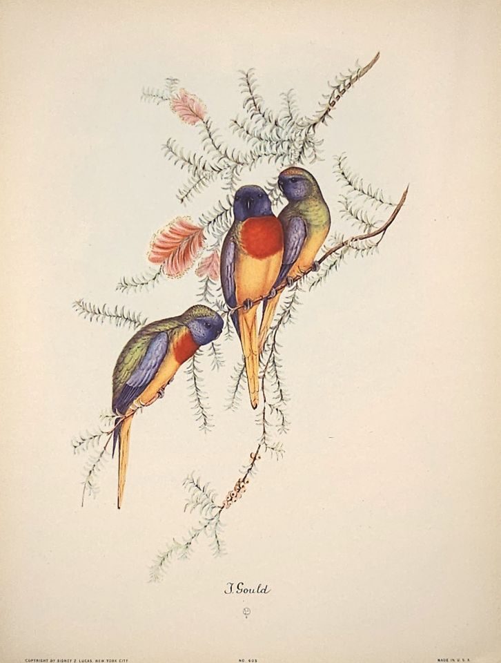 Two parrots on flowering branch — after John Gould, Sidney Z. Lucas, New York