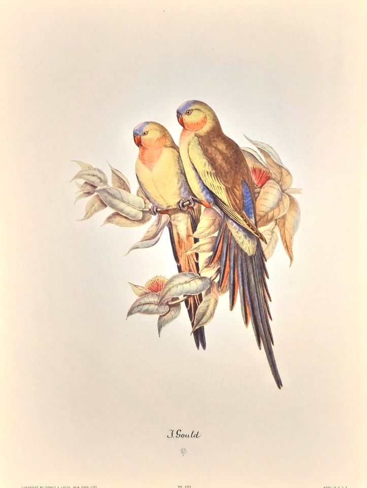 Two parrots perched on a branch — after John Gould, Sidney Z. Lucas, New York