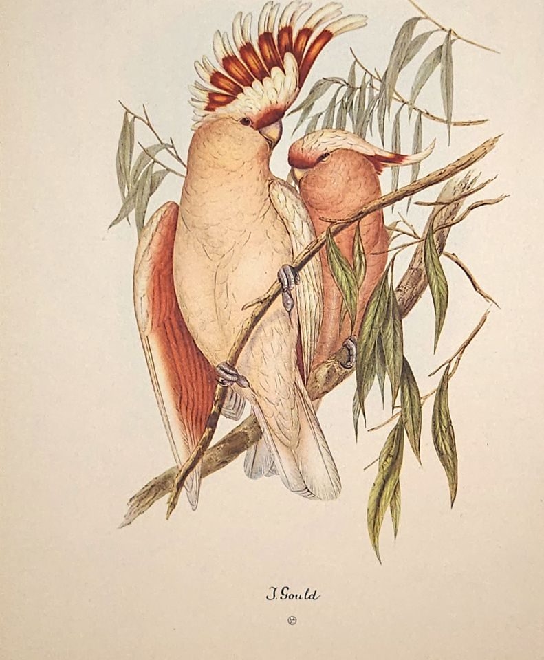 Two crested cockatoos on a branch — after John Gould, Sidney Z. Lucas, New York