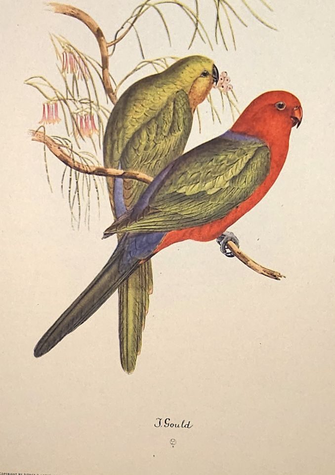 Two parrots on flowering branch — after John Gould, Sidney Z. Lucas, New York