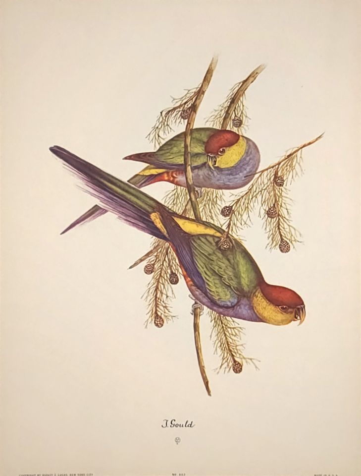 Two parrots hanging from branch — after John Gould, Sidney Z. Lucas, New York