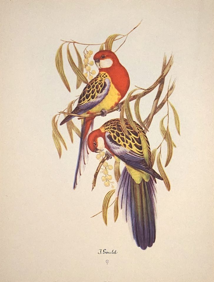 Two rosella parrots on a branch — after John Gould, Sidney Z. Lucas, New York