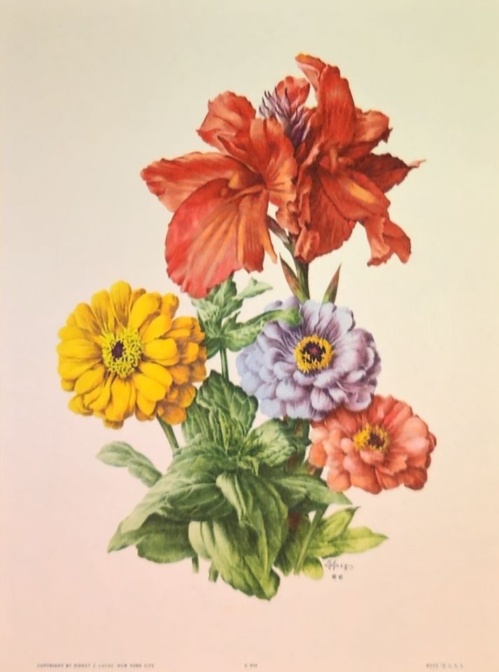 Bouquet of zinnias and amaryllis — after J. L. Prévost, Sidney Z. Lucas, New York