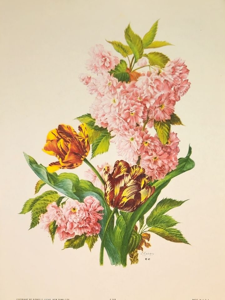 Bouquet of tulips, peonies and hydrangea — after J. L. Prévost, Sidney Z. Lucas, New York