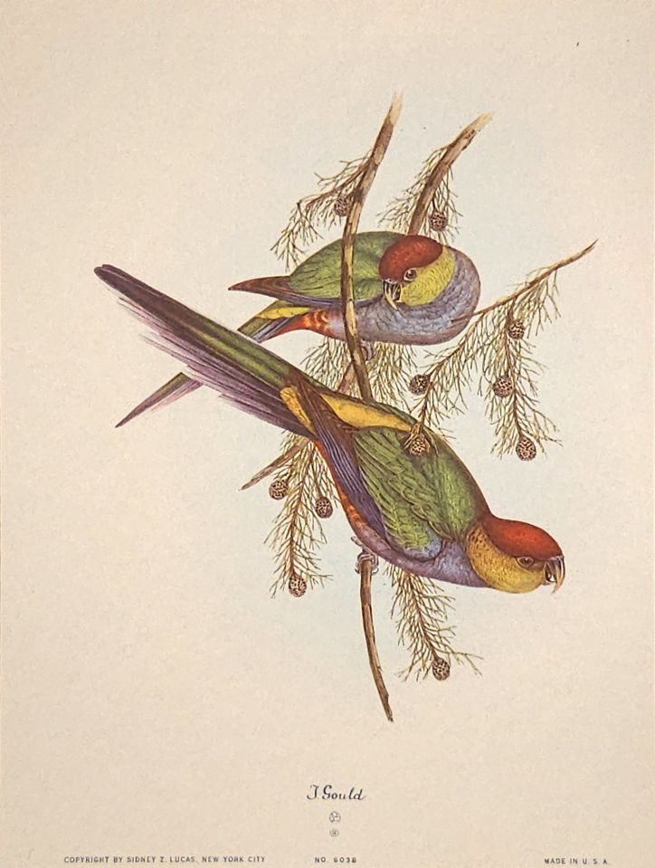 Two long-tailed parakeets on a branch — after John Gould, Sidney Z. Lucas, New York