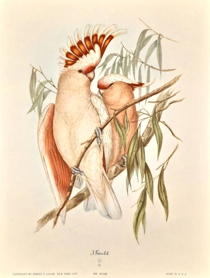 Pair of crested cockatoos on branch — after John Gould, Sidney Z. Lucas, New York