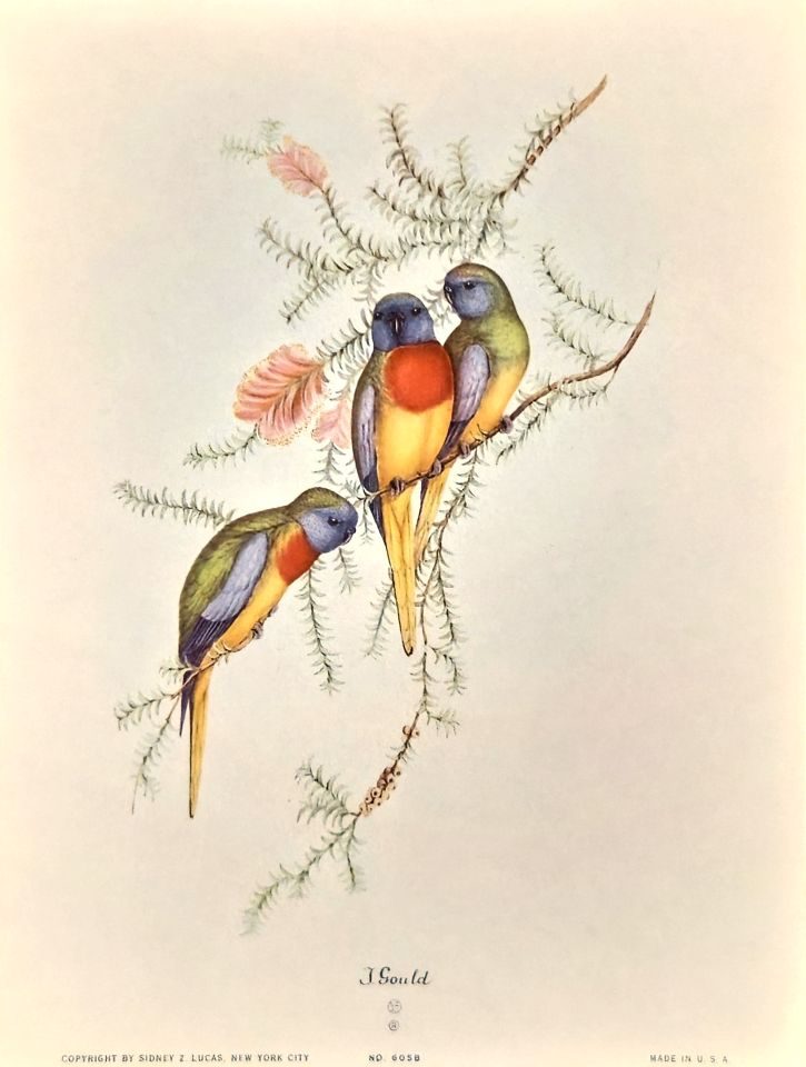Two parrots on flowering branch — after John Gould, Sidney Z. Lucas, New York