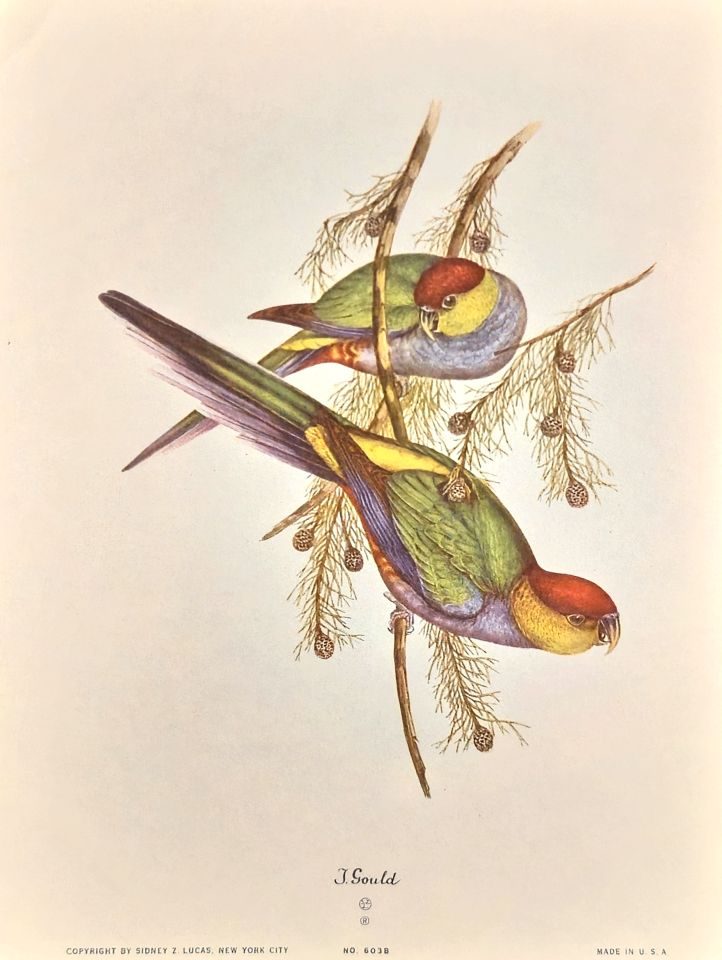 Two long-tailed parakeets on a branch — after John Gould, Sidney Z. Lucas, New York