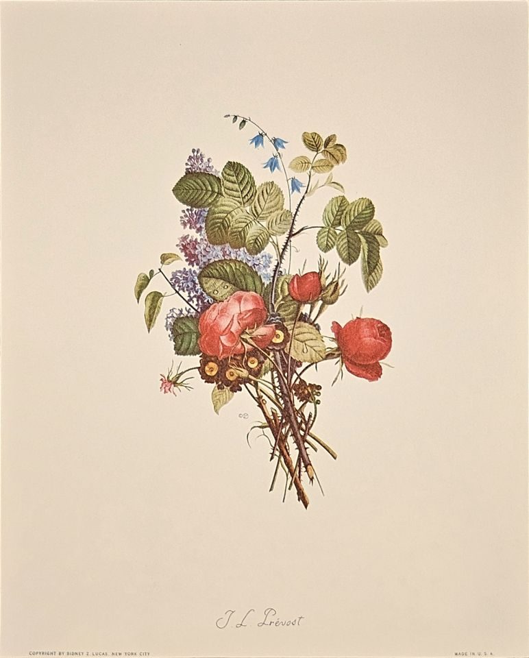 Bouquet of roses and wildflowers — after J. L. Prévost, Sidney Z. Lucas, New York