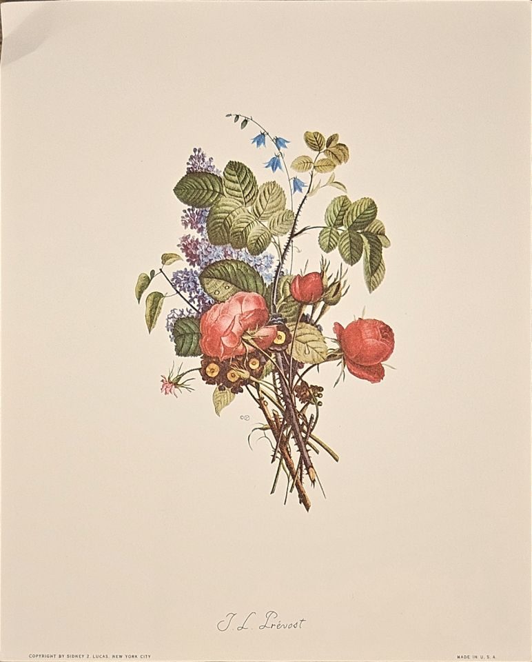 Bouquet of roses and bluebells — after J. L. Prévost, Sidney Z. Lucas, New York