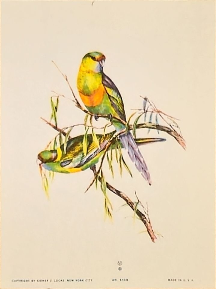 One green parrot on a branch — after John Gould, Sidney Z. Lucas, New York
